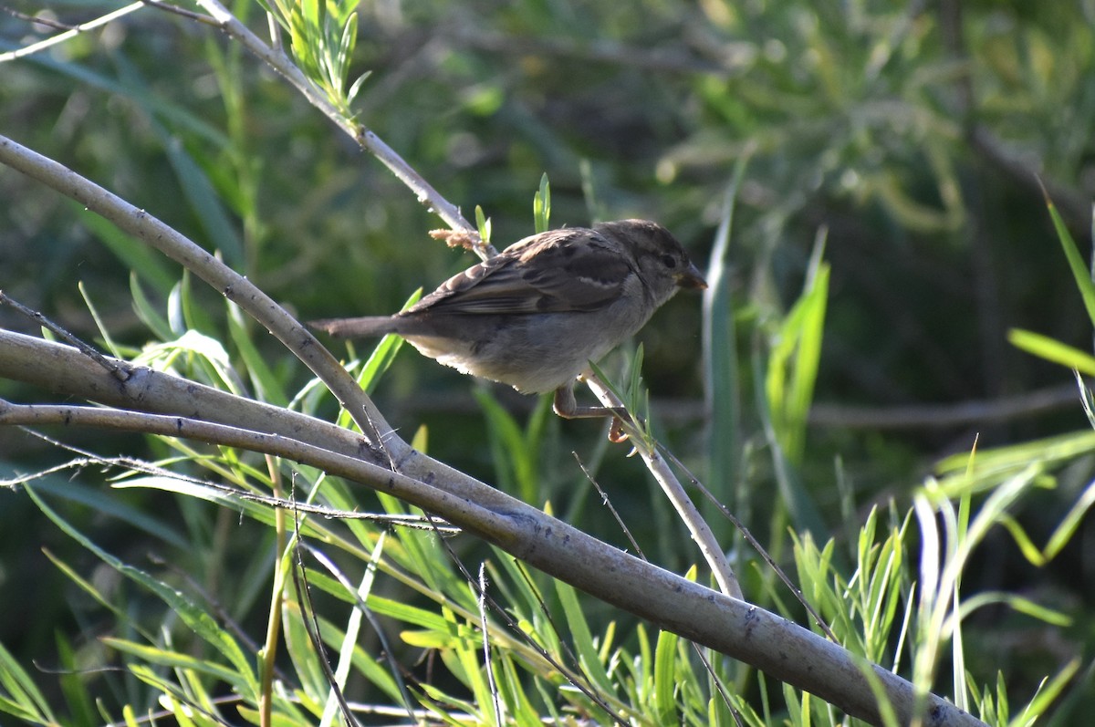 House Sparrow - ML620135889