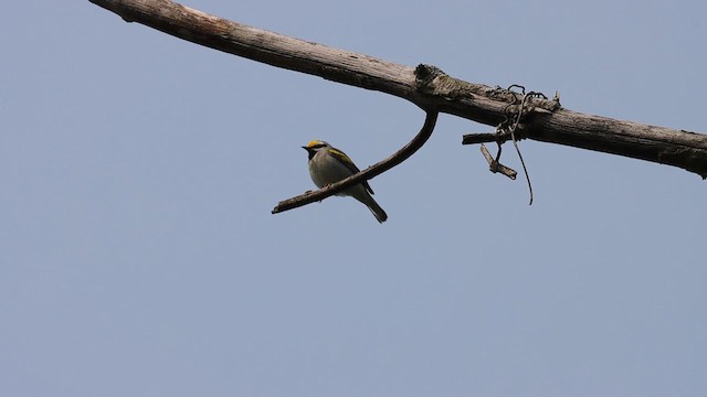 Goldflügel-Waldsänger - ML620135890