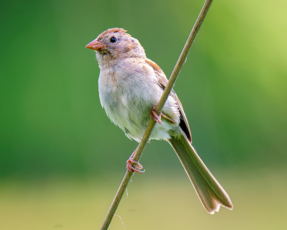 Field Sparrow - Carey Sherrill