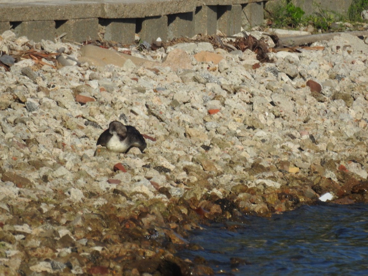 Common Loon - ML620135904