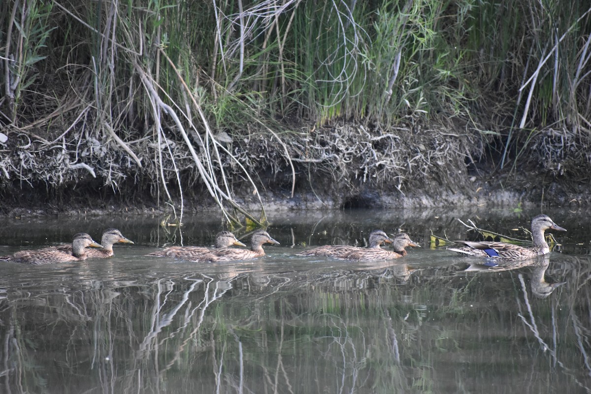 Mallard - ML620135907