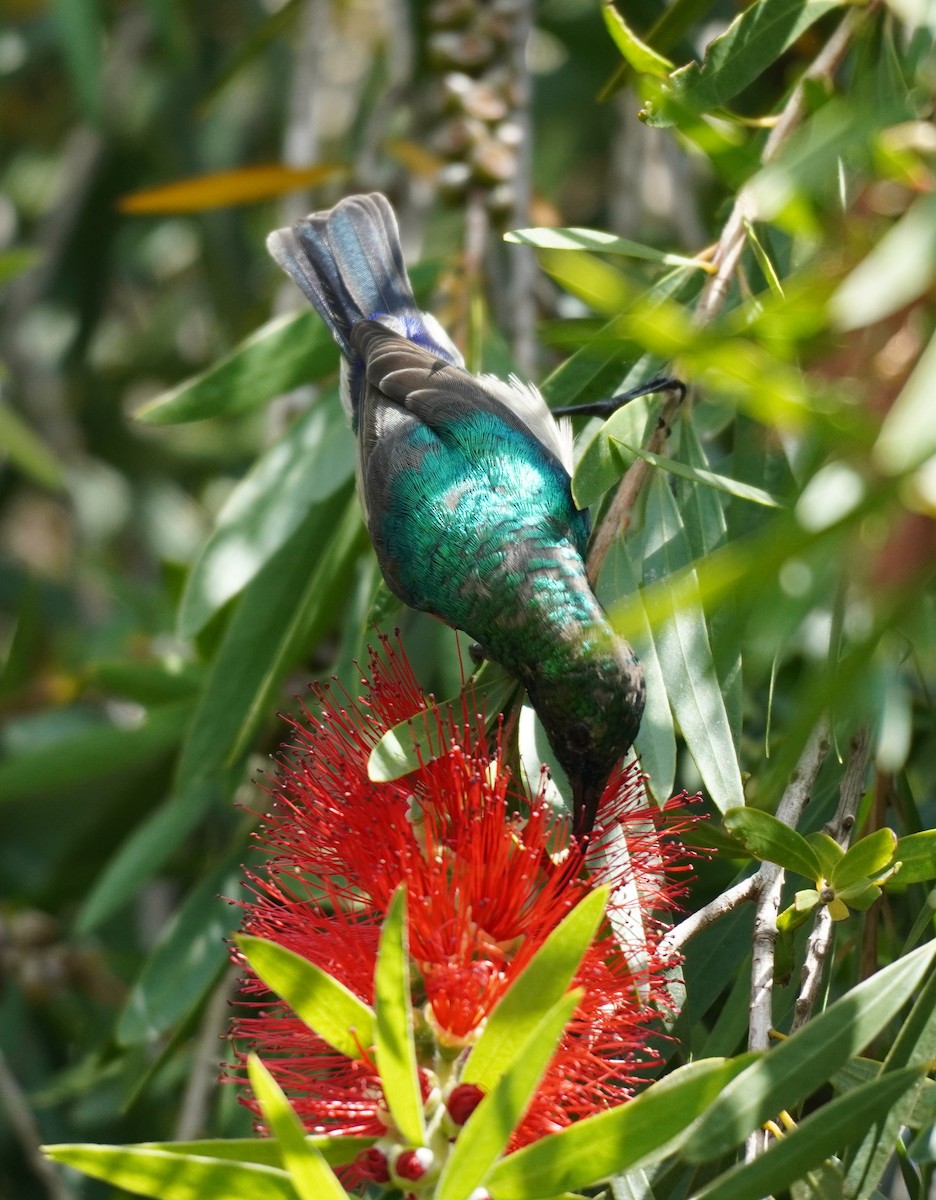 Southern Double-collared Sunbird - ML620135910