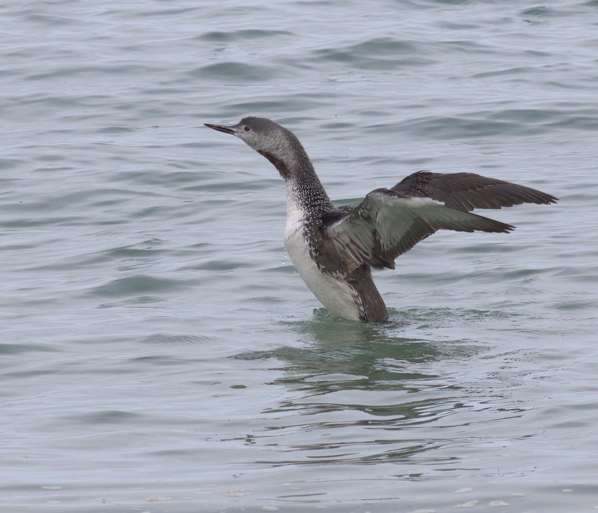 Red-throated Loon - ML620135911