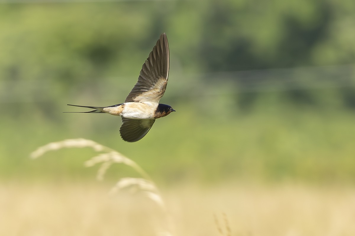 Barn Swallow - ML620135913
