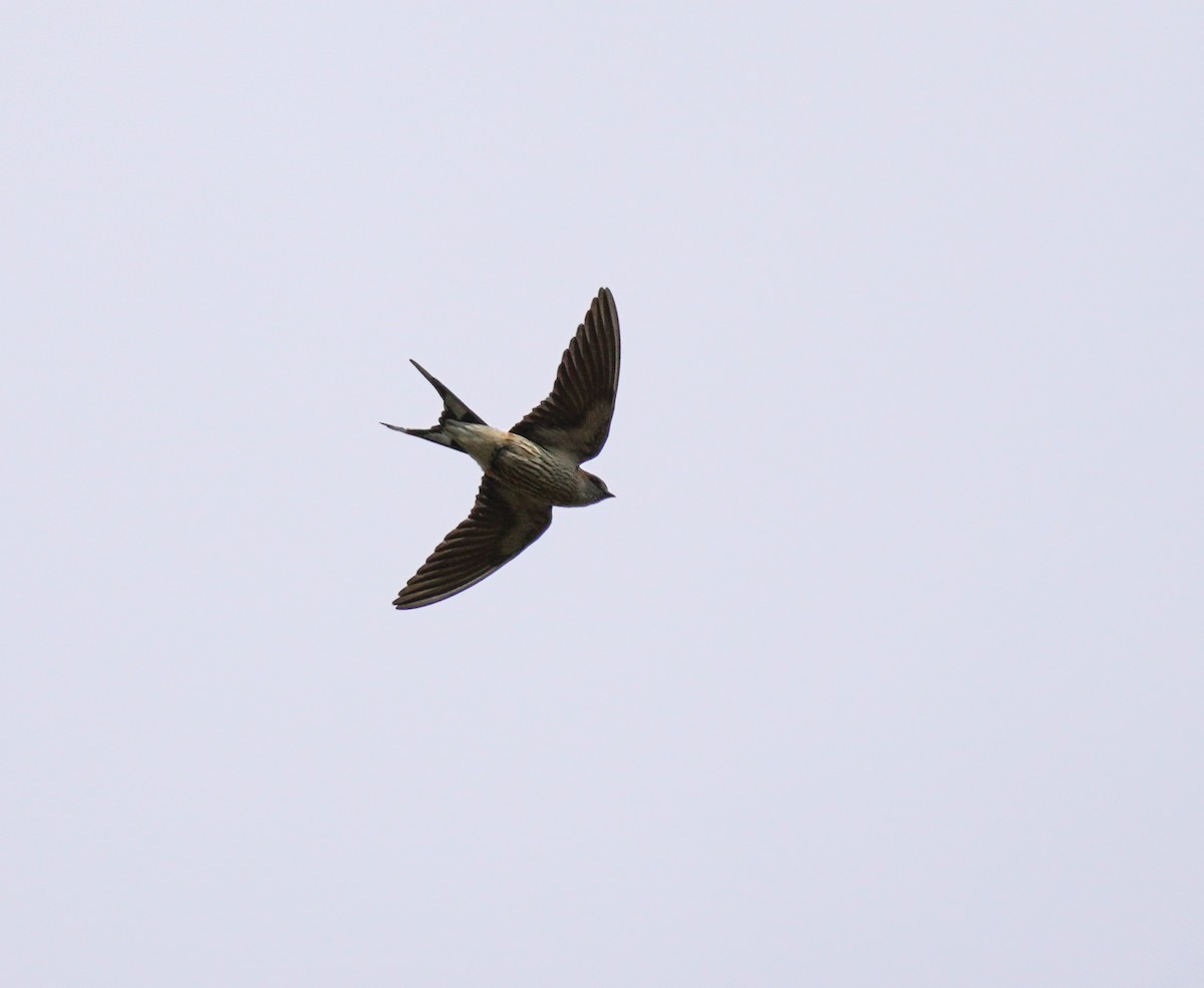 Greater Striped Swallow - ML620135917