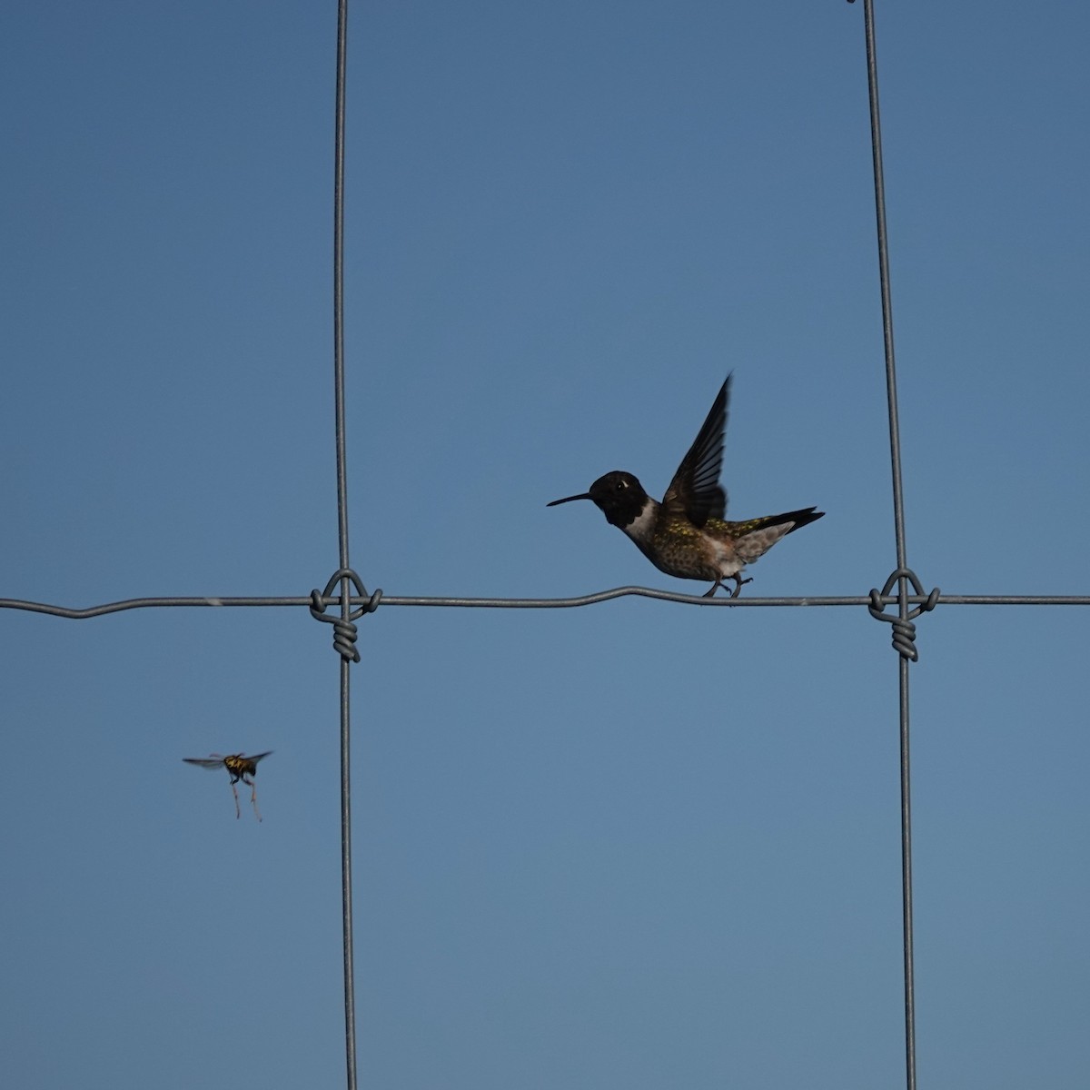 Kara Boğazlı Kolibri - ML620135918