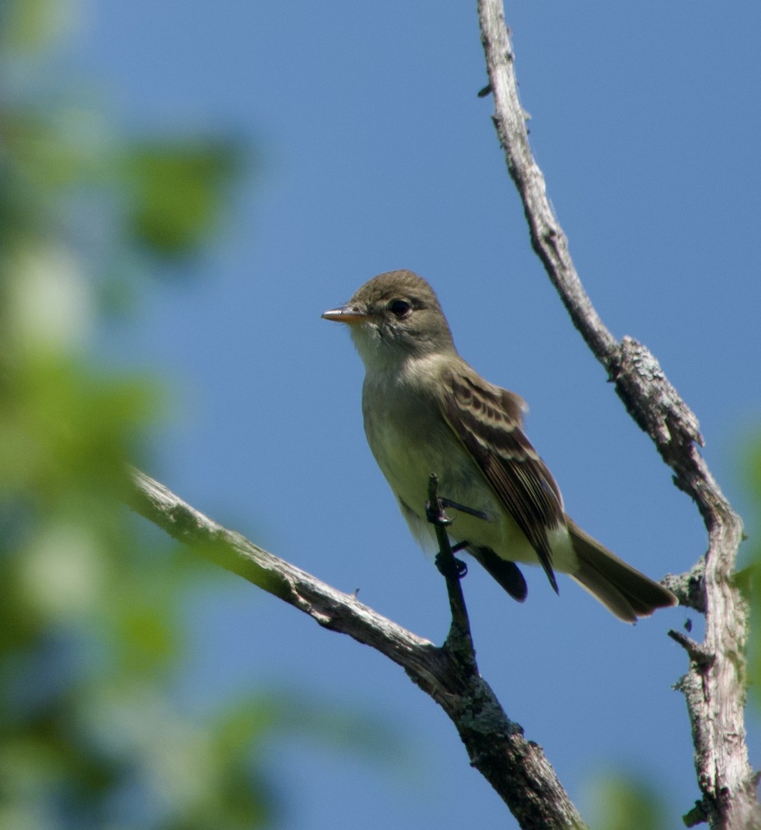 Willow Flycatcher - ML620135945