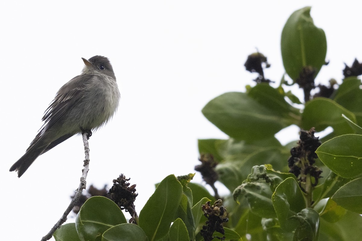 Eastern Wood-Pewee - ML620135946