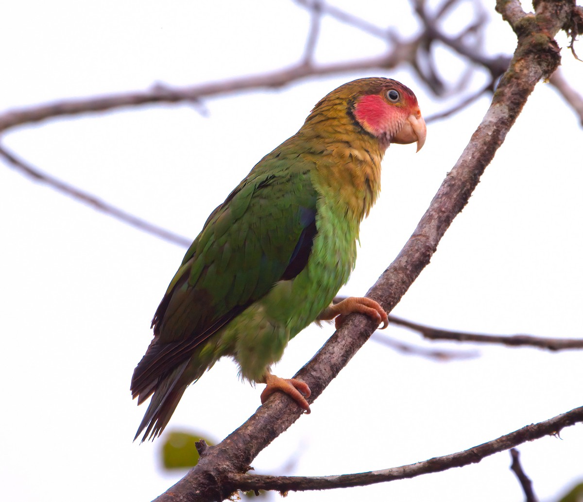 Rose-faced Parrot - ML620135947
