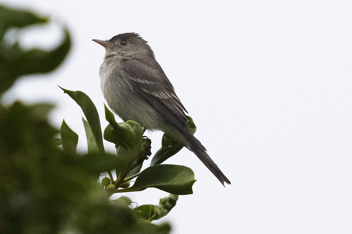 Eastern Wood-Pewee - ML620135948