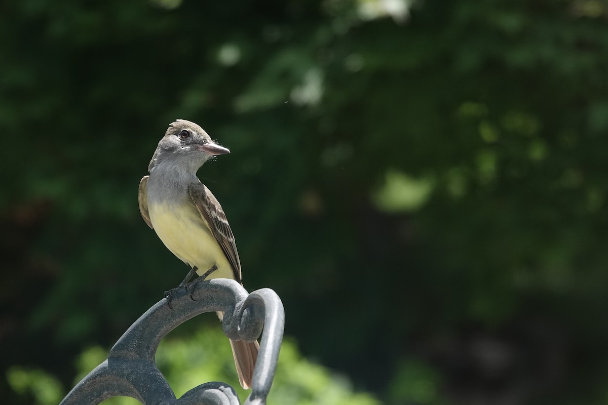 Great Crested Flycatcher - ML620135968