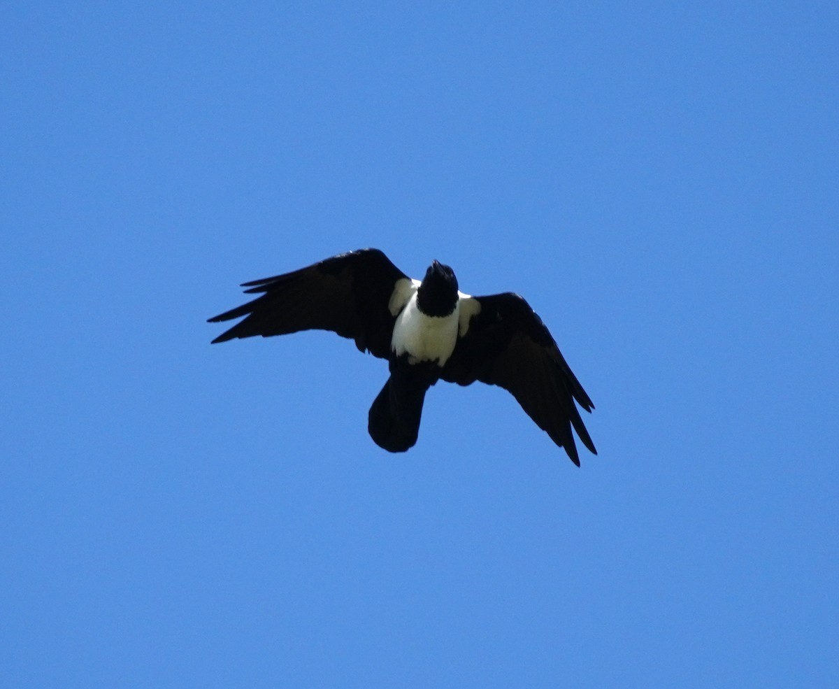 Pied Crow - ML620135977