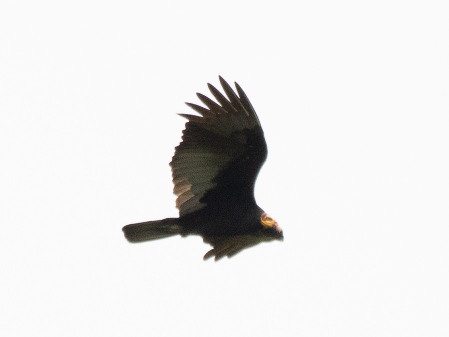 Greater Yellow-headed Vulture - ML620135980