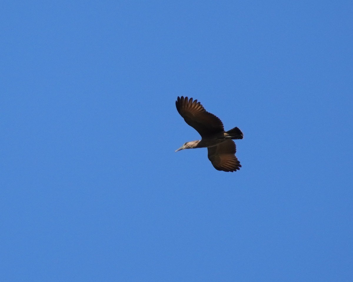 Hamerkop - ML620135981