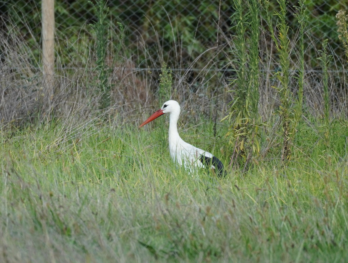 White Stork - ML620135991