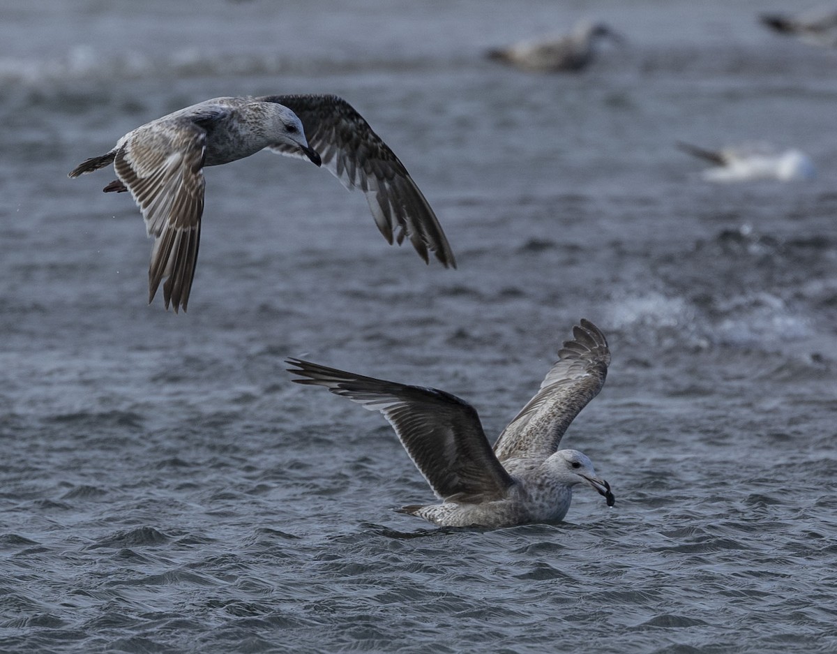 Gaviota Argéntea - ML620135993