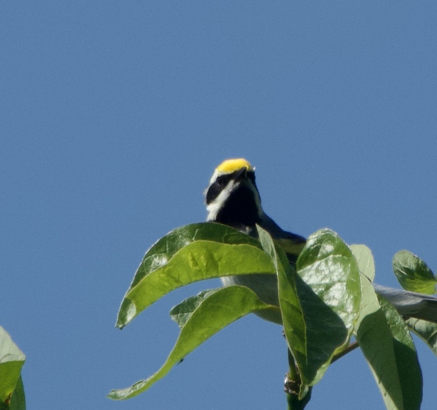 Golden-winged Warbler - ML620135997