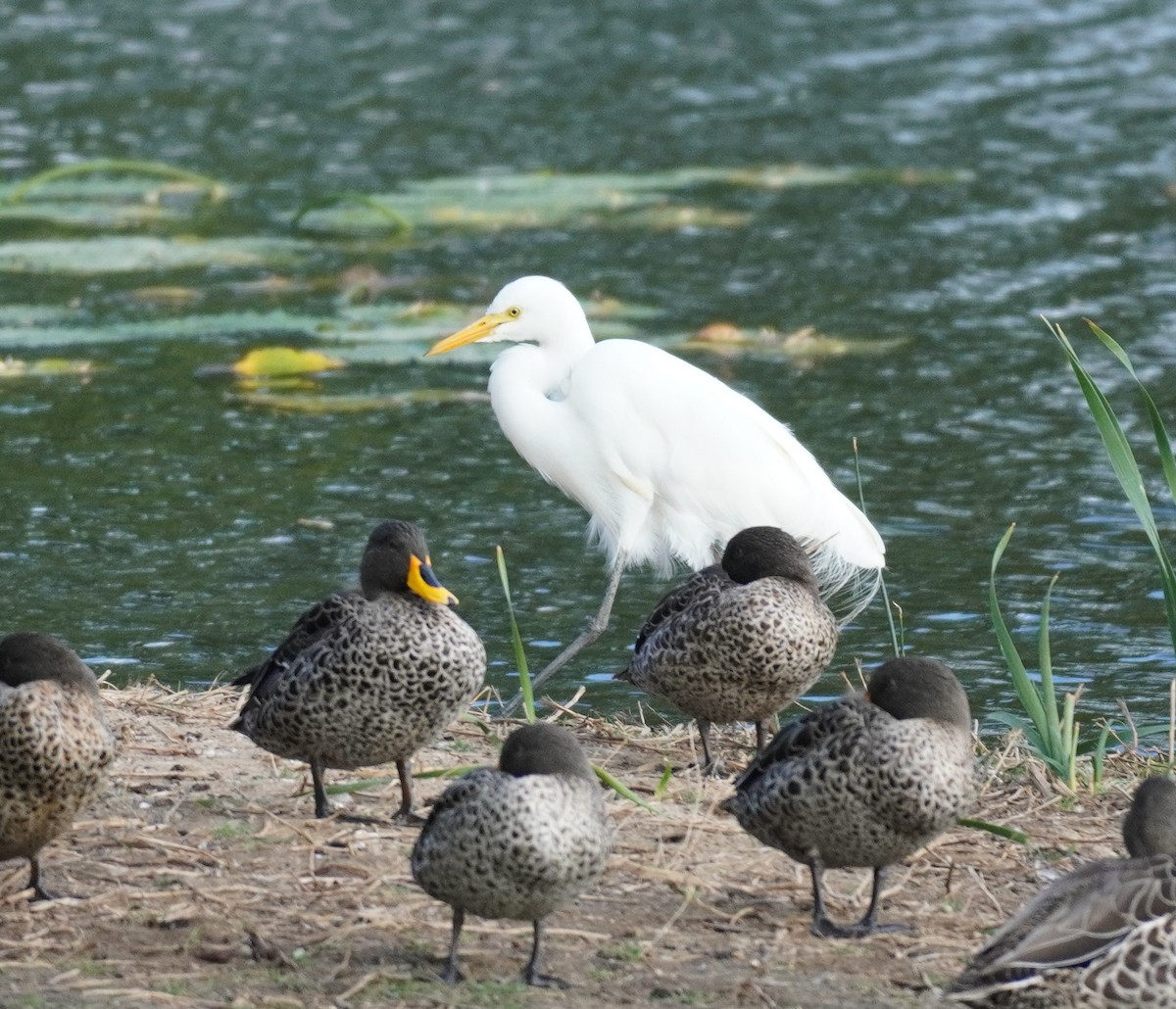 Yellow-billed Egret - ML620136005