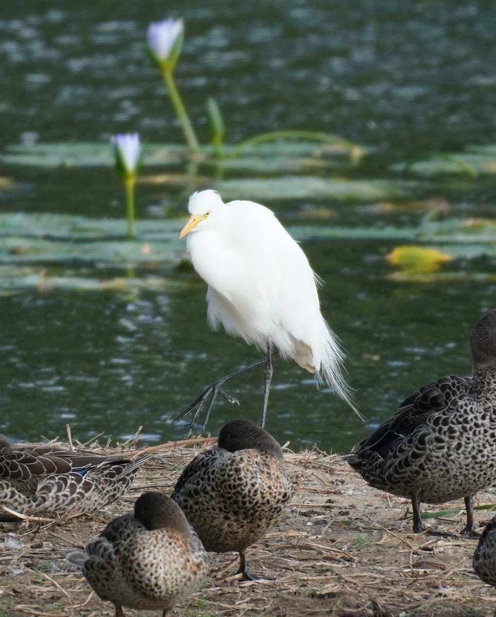 Yellow-billed Egret - ML620136006