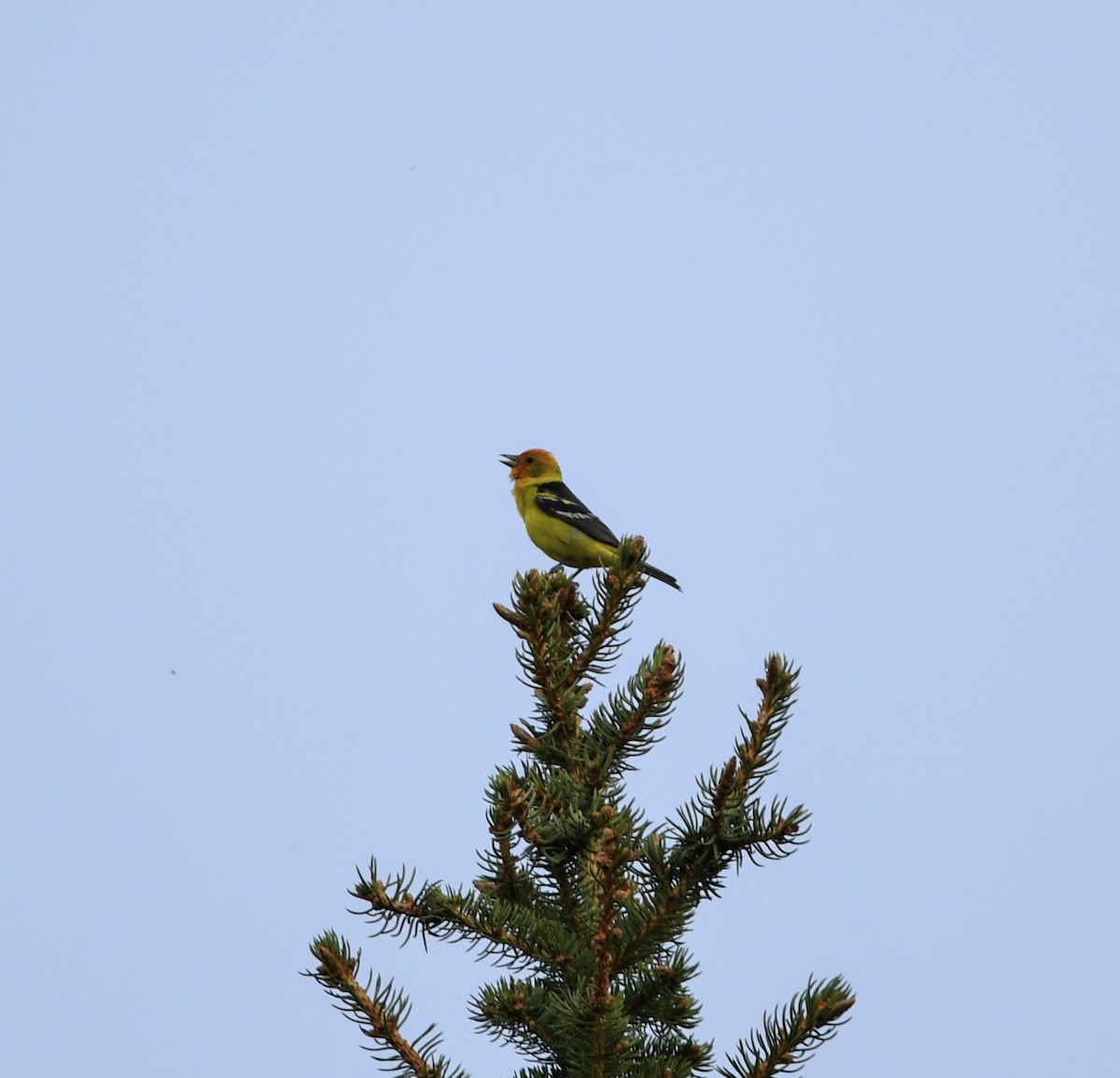 Western Tanager - ML620136007