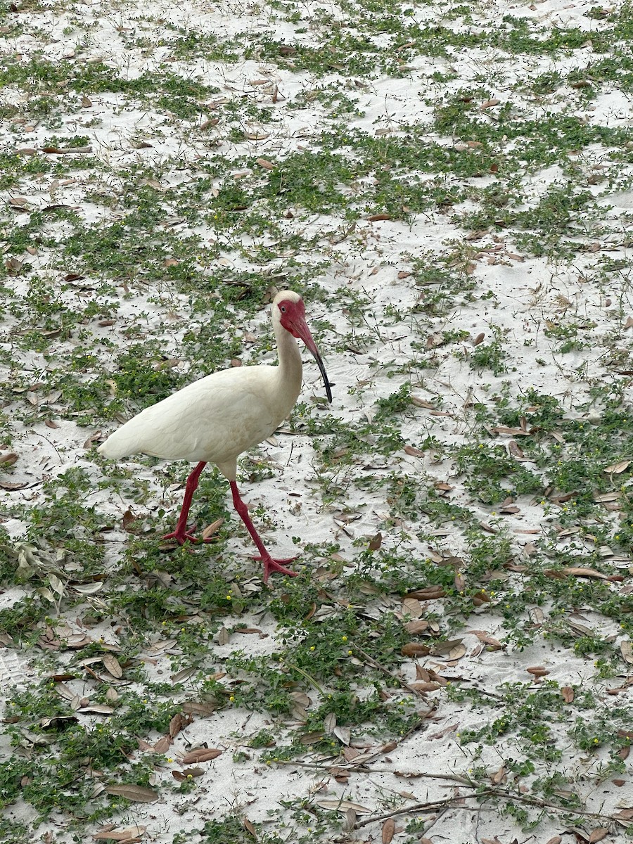 ibis bílý - ML620136029