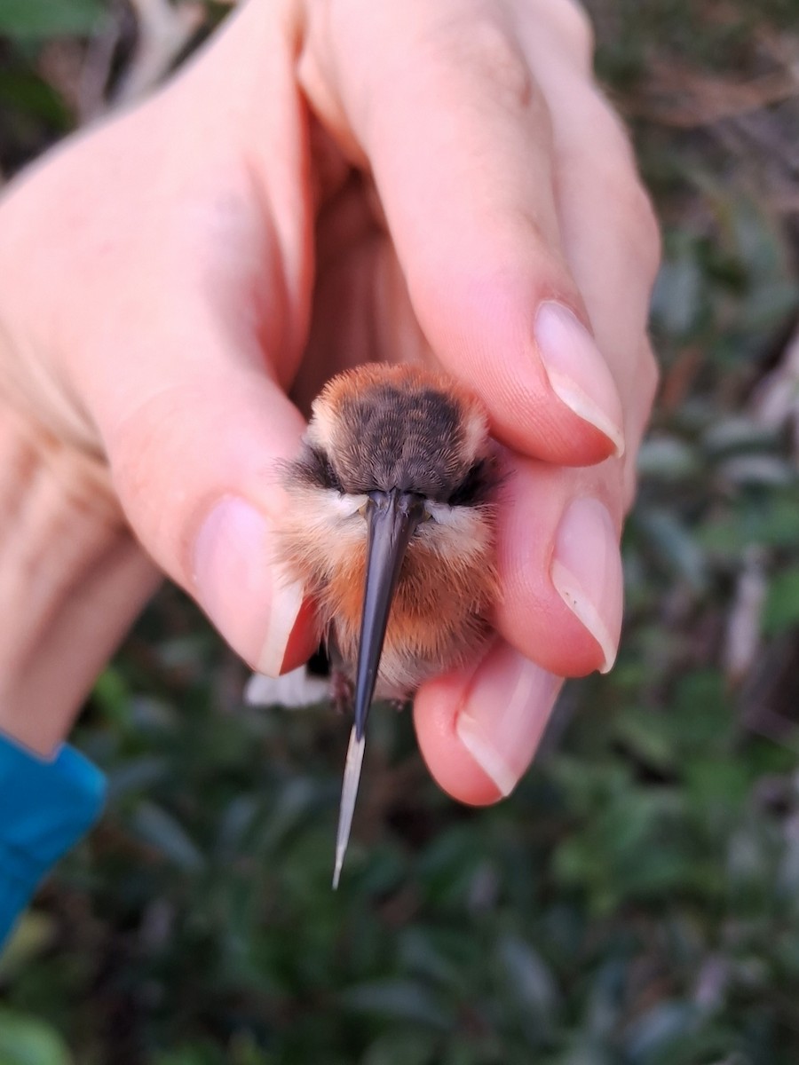 Broad-tipped Hermit - ML620136030