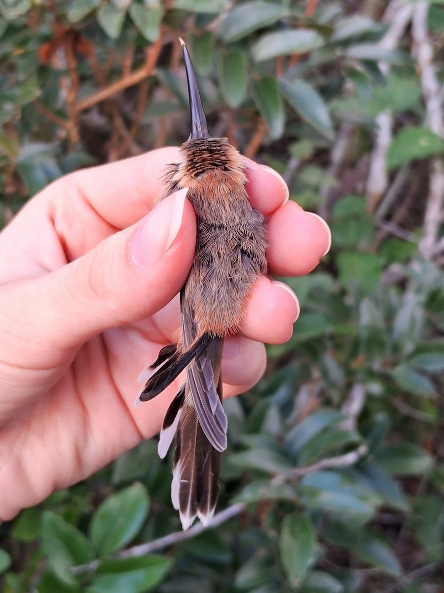 kolibřík tmavohrdlý - ML620136031