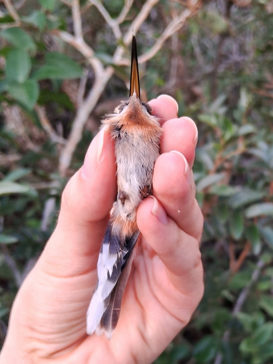 Клинохвостый колибри-отшельник - ML620136032