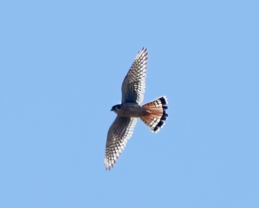 American Kestrel - ML620136039