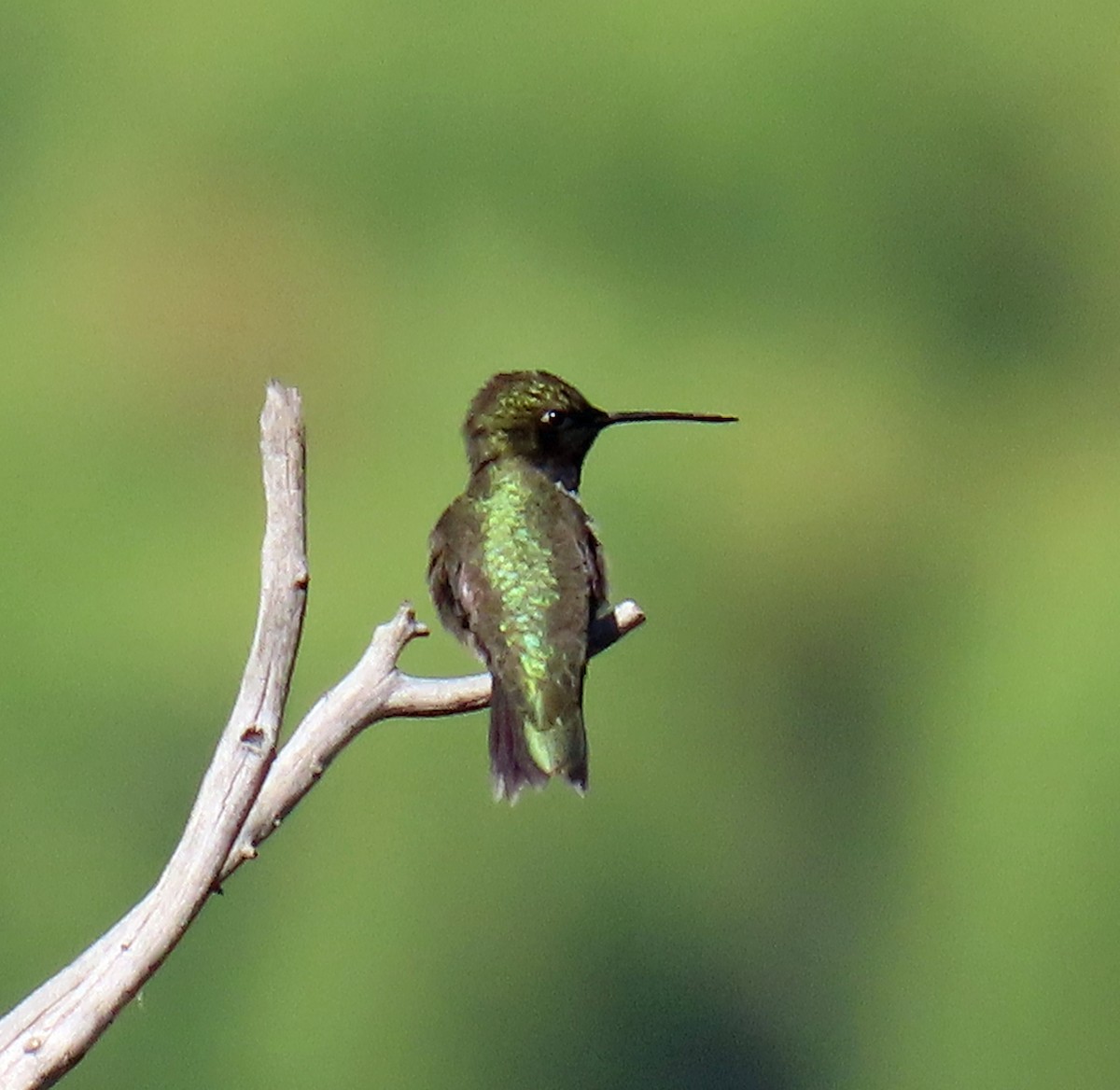 Black-chinned Hummingbird - ML620136043