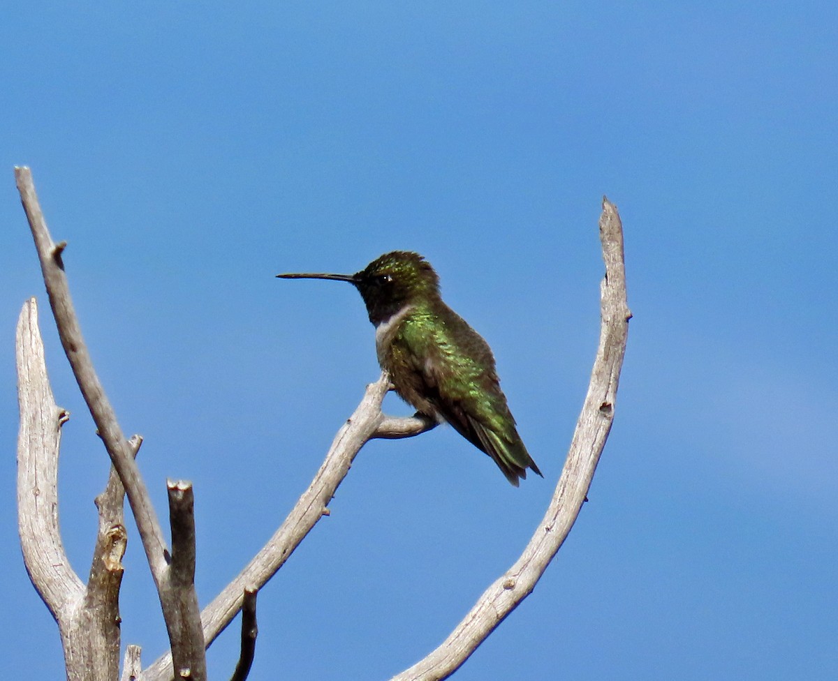 Black-chinned Hummingbird - ML620136044