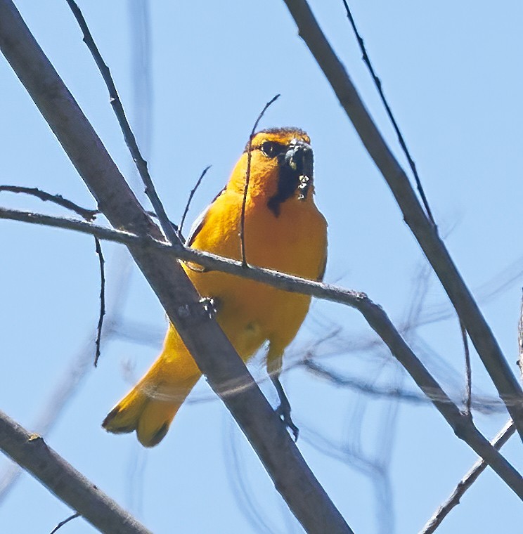 Bullock's Oriole - ML620136049