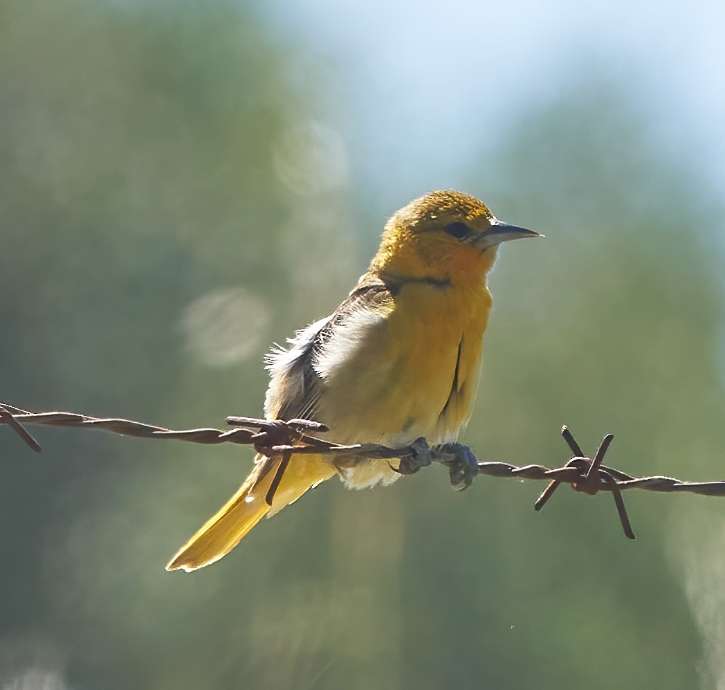 Bullock's Oriole - ML620136050