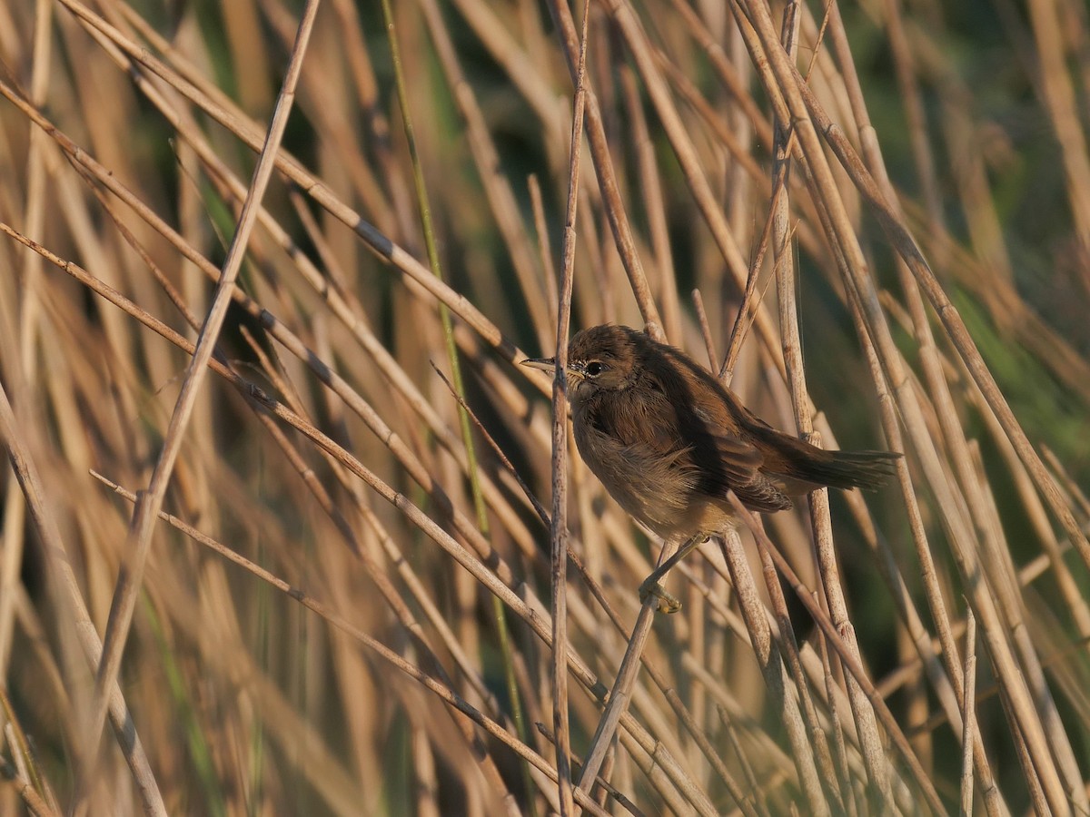 Common Reed Warbler - ML620136051