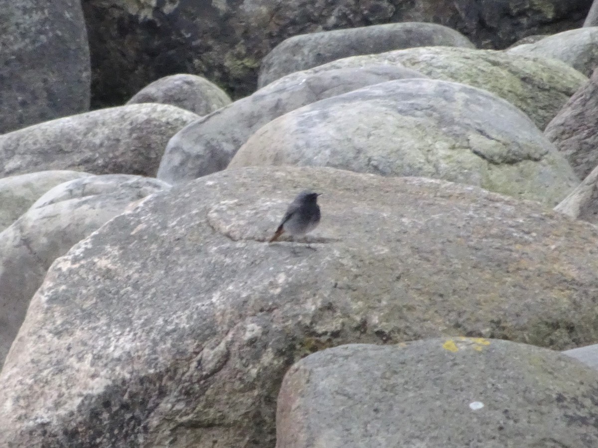 Black Redstart - ML620136053