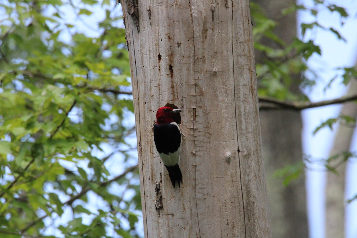 Red-headed Woodpecker - ML620136057