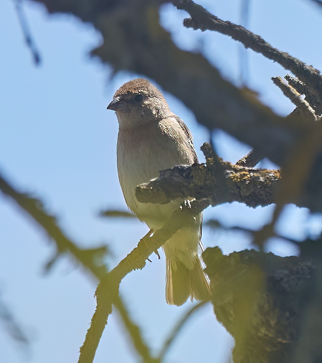 Lazuli Bunting - ML620136061