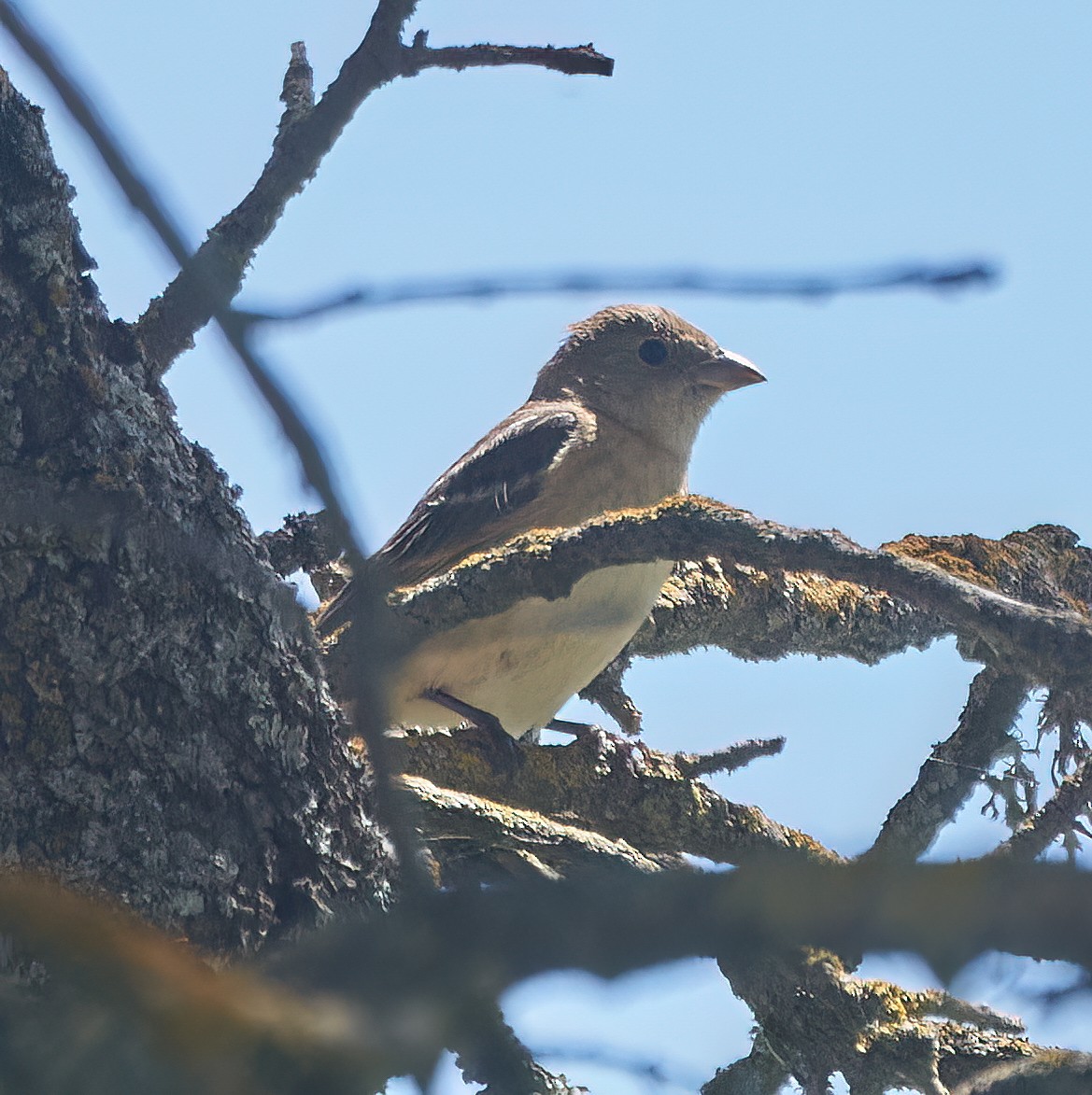 Lazuli Bunting - ML620136062