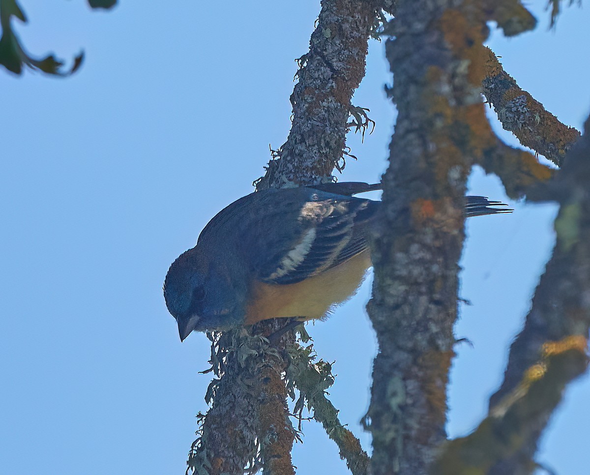 Lazuli Bunting - ML620136064