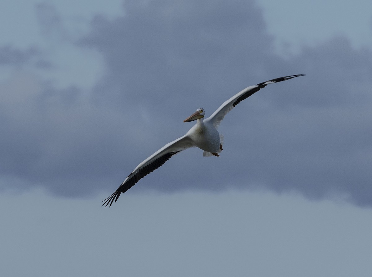 American White Pelican - ML620136067