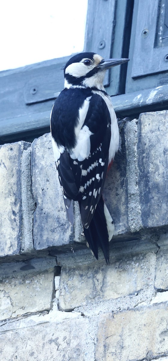 Great Spotted Woodpecker - ML620136069