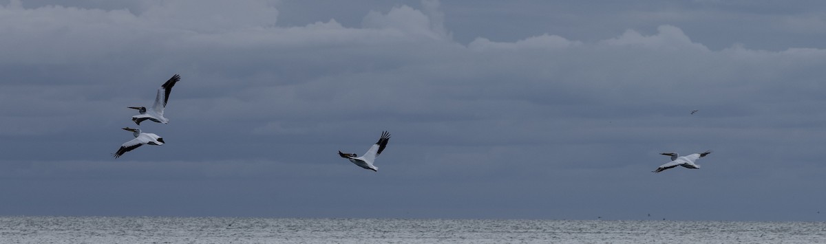 pelikán severoamerický - ML620136070