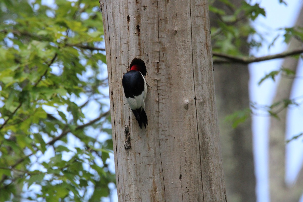 Red-headed Woodpecker - ML620136072