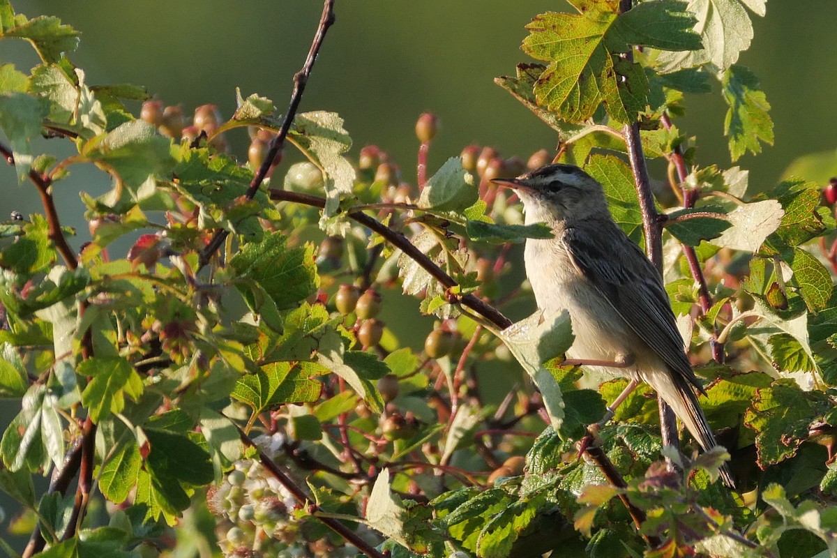 Sedge Warbler - ML620136077