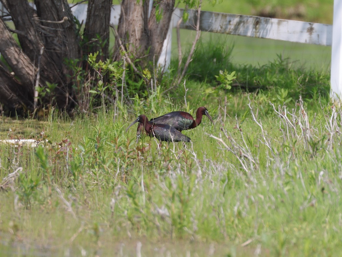 Glossy Ibis - ML620136078