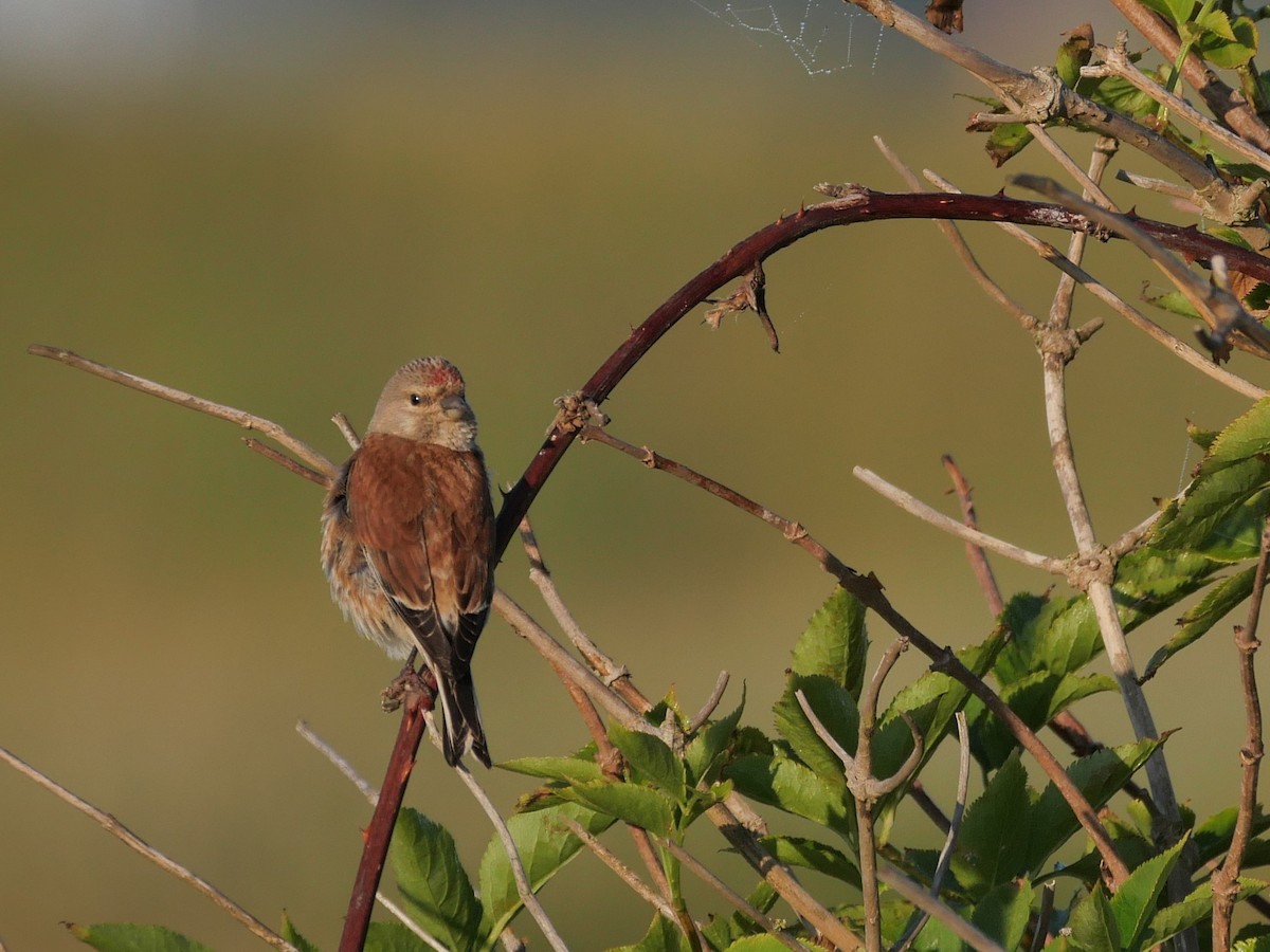 Eurasian Linnet - ML620136082