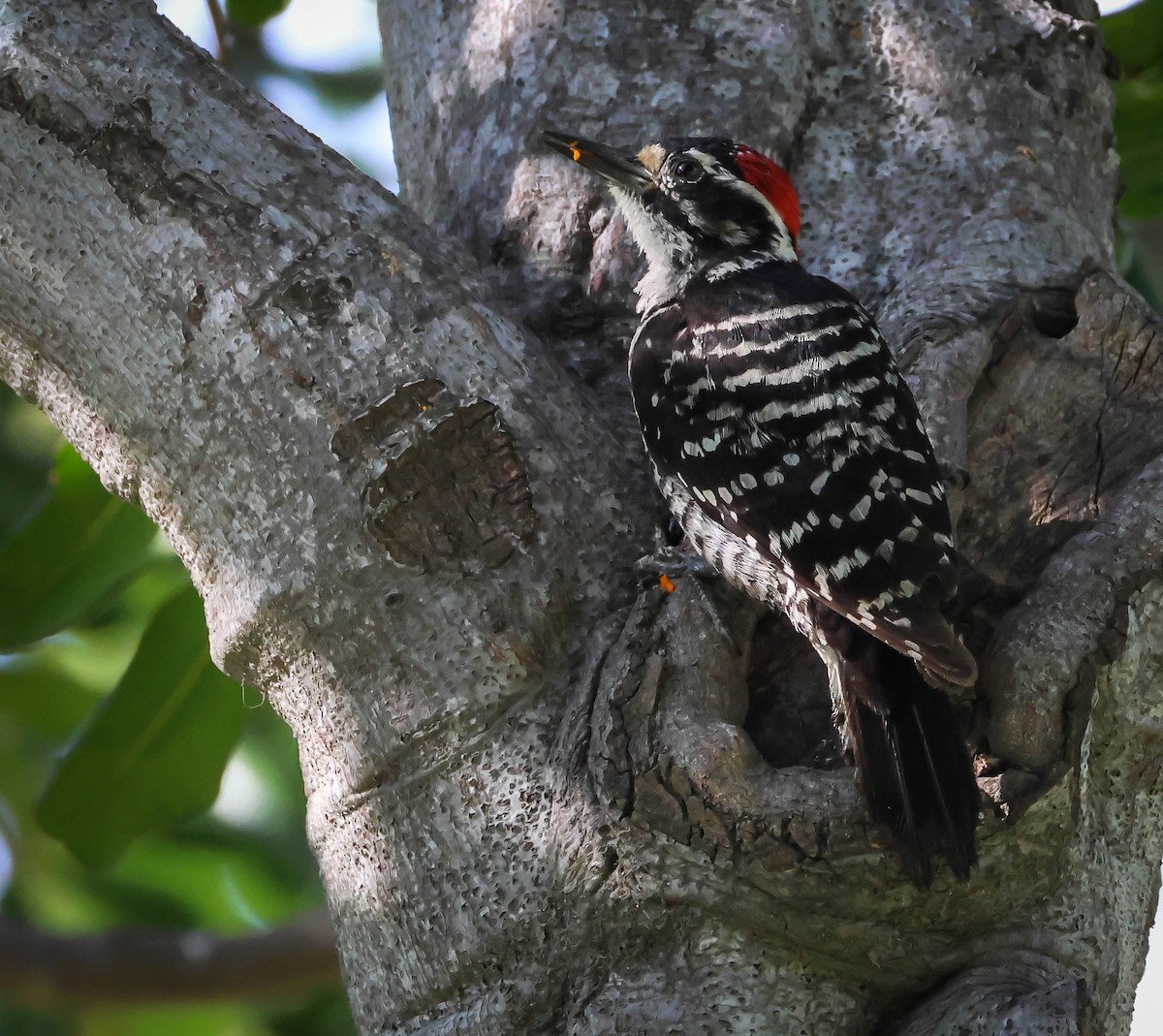 Nuttall's Woodpecker - ML620136088