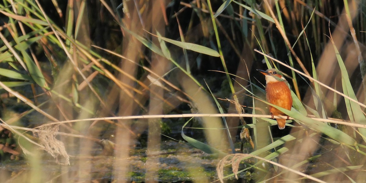 Common Kingfisher - ML620136089