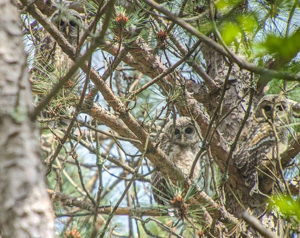 Barred Owl - ML620136095