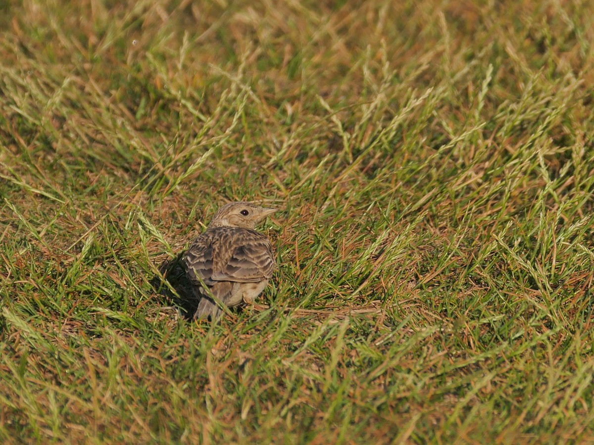 Eurasian Skylark - ML620136096